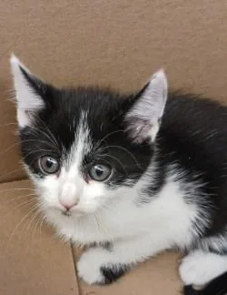 A baby medium-sized female Domestic Short Hair cat named Clove for adoption in West Memphis, AR