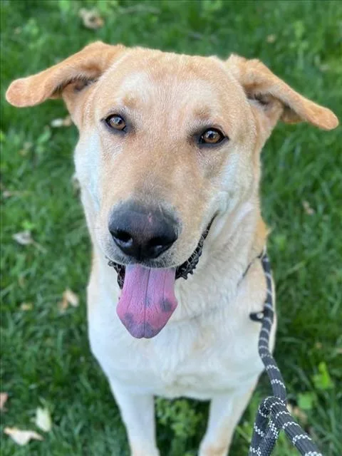A senior large-sized male Labrador Retriever dog named Highlighter for adoption in Woodland, CA