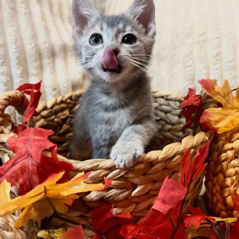 A baby small-sized female Gray / Blue / Silver Domestic Short Hair cat named Smoky for adoption in Goshen, IN