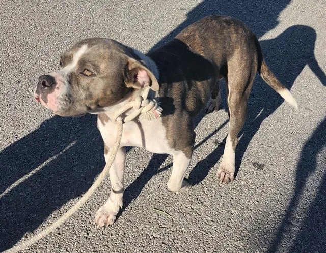A young medium-sized female American Staffordshire Terrier dog named Faith for adoption in San Antonio, TX