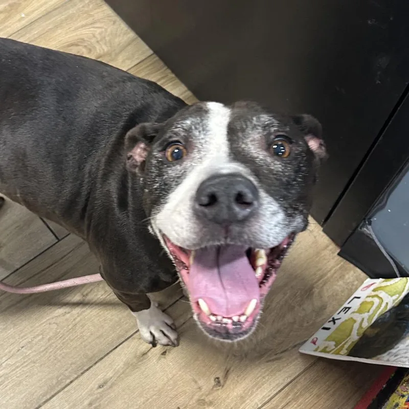 A baby small-sized female Pit Bull Terrier dog named Roxy for adoption in Newark, NJ
