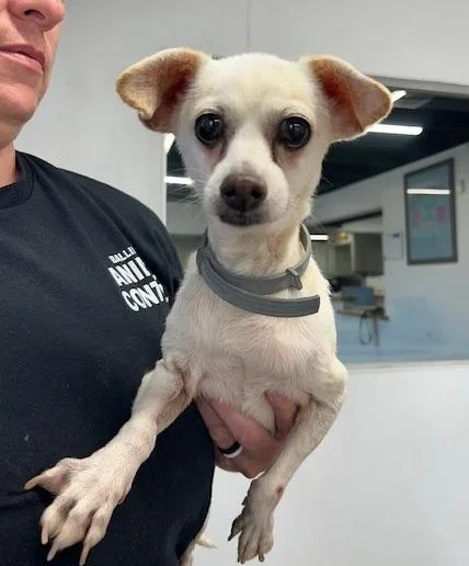 An adult small-sized male Chihuahua dog named Nemo for adoption in Thompson Falls, MT