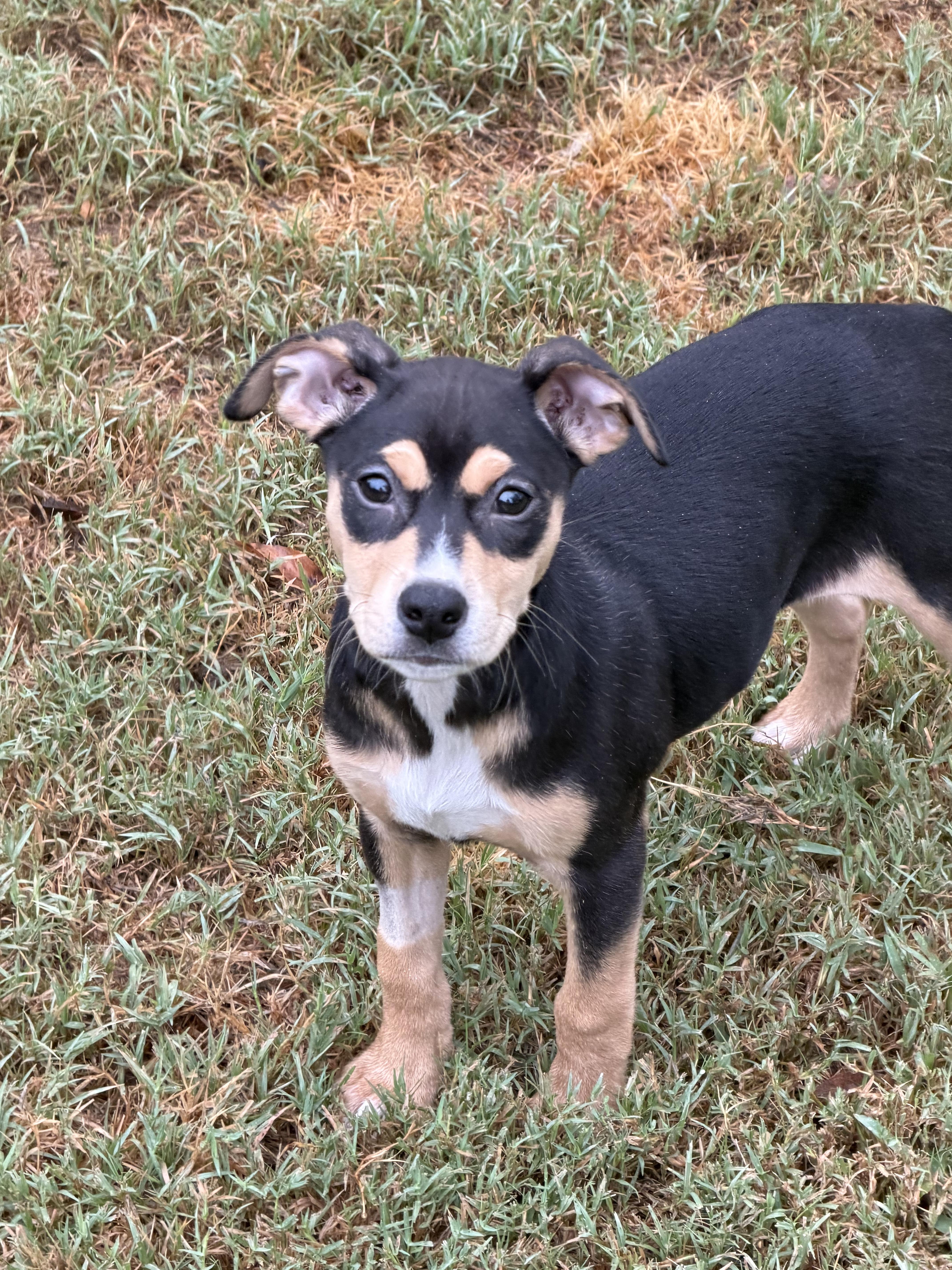 A baby medium-sized female Labrador Retriever dog named Hazel PB for adoption in Schertz, TX