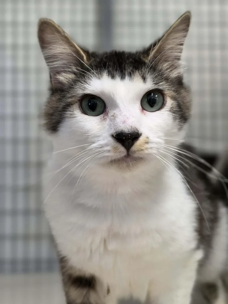 A young medium-sized male Tabby (Brown / Chocolate) Domestic Short Hair cat named Tj for adoption in Grants Pass, OR