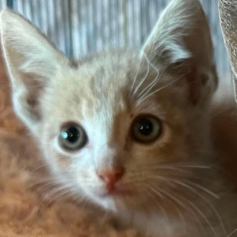 A baby small-sized female Gray / Blue / Silver Domestic Short Hair cat named Moon Pie for adoption in Bastrop, TX