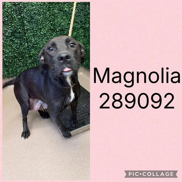 An adult medium-sized female Mixed Breed dog named Magnolia for adoption in Macon, GA