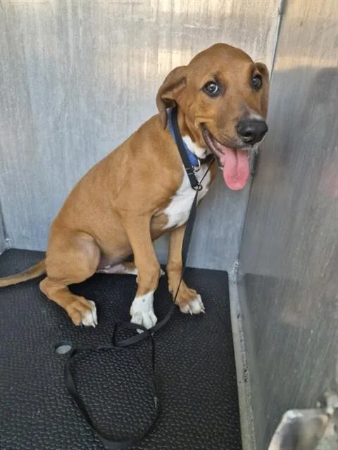 A young medium-sized male American Staffordshire Terrier dog named Buster for adoption in San Antonio, TX