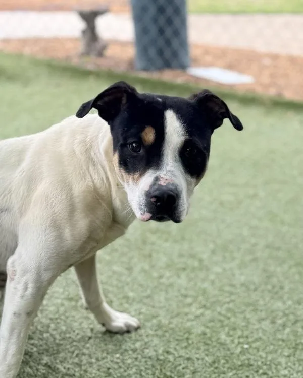 A young medium-sized male Pit Bull Terrier dog named Jarjar Barks for adoption in Canton, GA