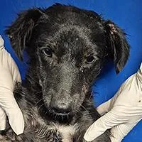 A young small-sized male Chihuahua dog named Rain  URGENT for adoption in Thousand Oaks, CA