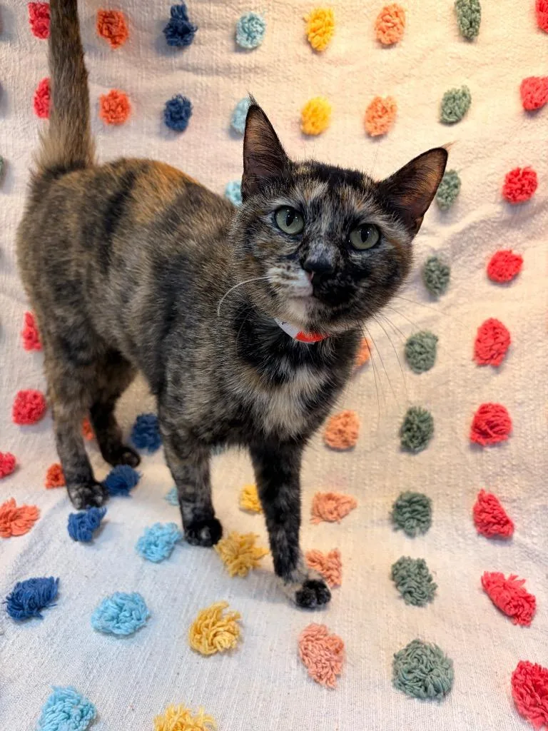 A young small-sized female Domestic Short Hair cat named Petty for adoption in Denham Springs, LA