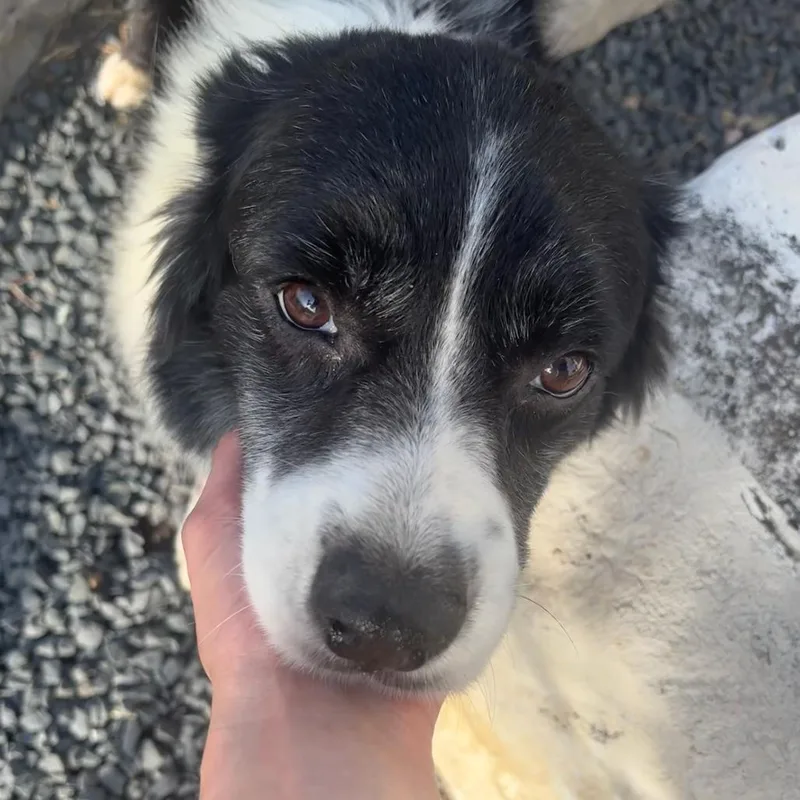 A young medium-sized male Border Collie dog named Jelly Roll for adoption in Austin, TX