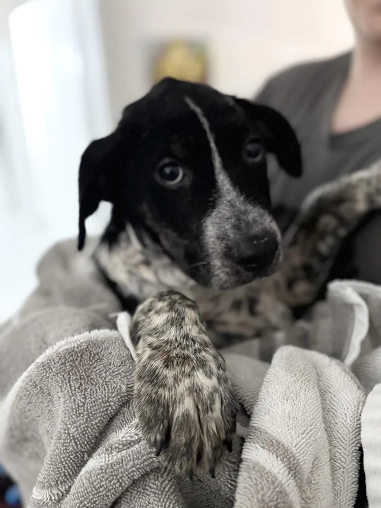A baby medium-sized male Tricolor (Brown, Black, & White) Australian Shepherd dog named Buzz "JUST ARRIVED" for adoption in Richardson, TX