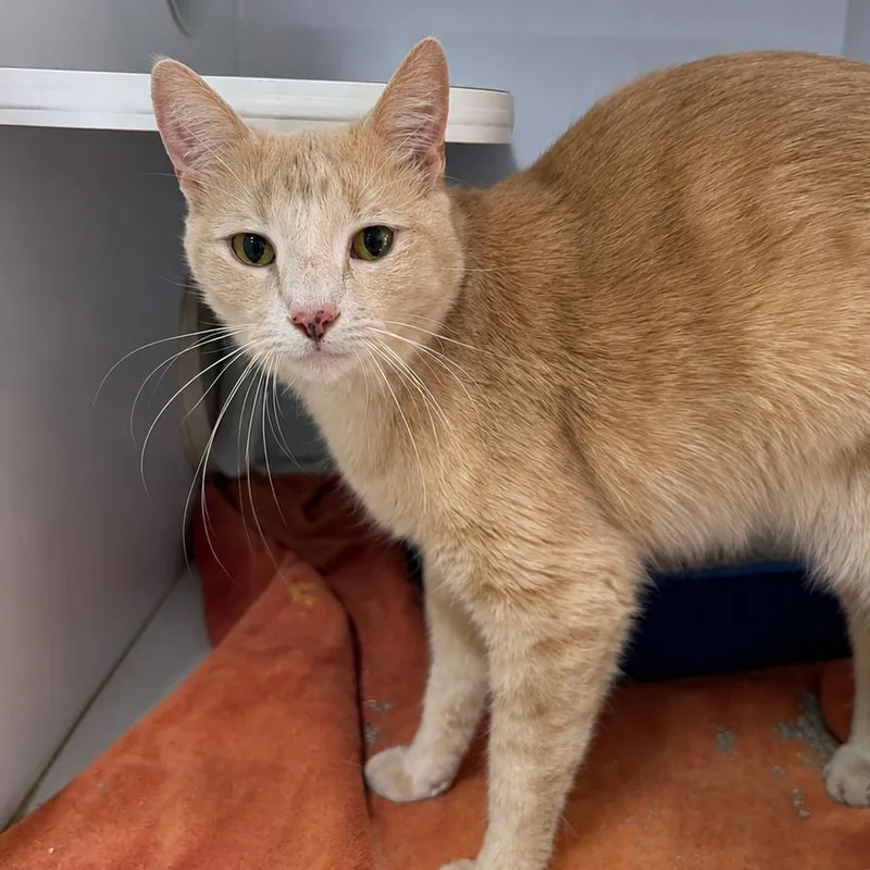 An adult medium-sized female Orange / Red Domestic Short Hair cat named Peaches for adoption in Pasadena , MD