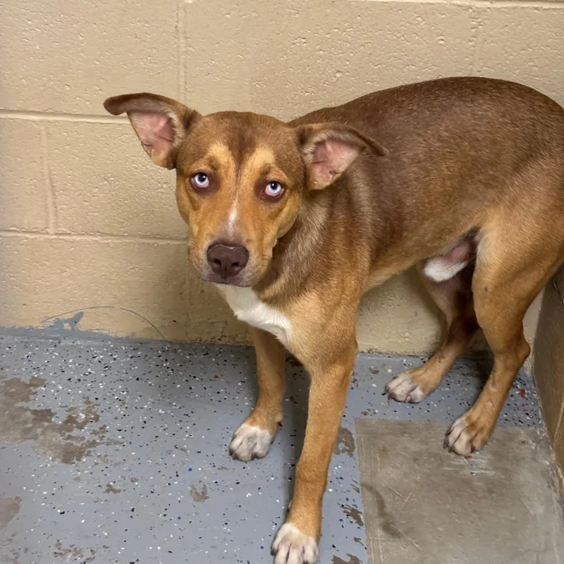 A young medium-sized male Yellow / Tan / Blond / Fawn Husky dog named Rosco for adoption in Douglas, AZ