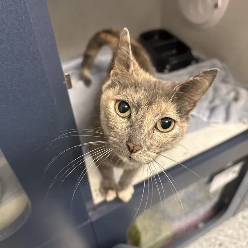 An adult medium-sized female Gray / Blue / Silver Domestic Short Hair cat named Rosie for adoption in Dayton, OH