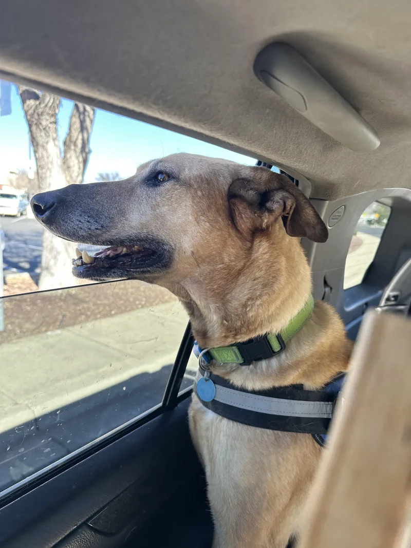 🐾 Zoey – Joyful thumbnail 2