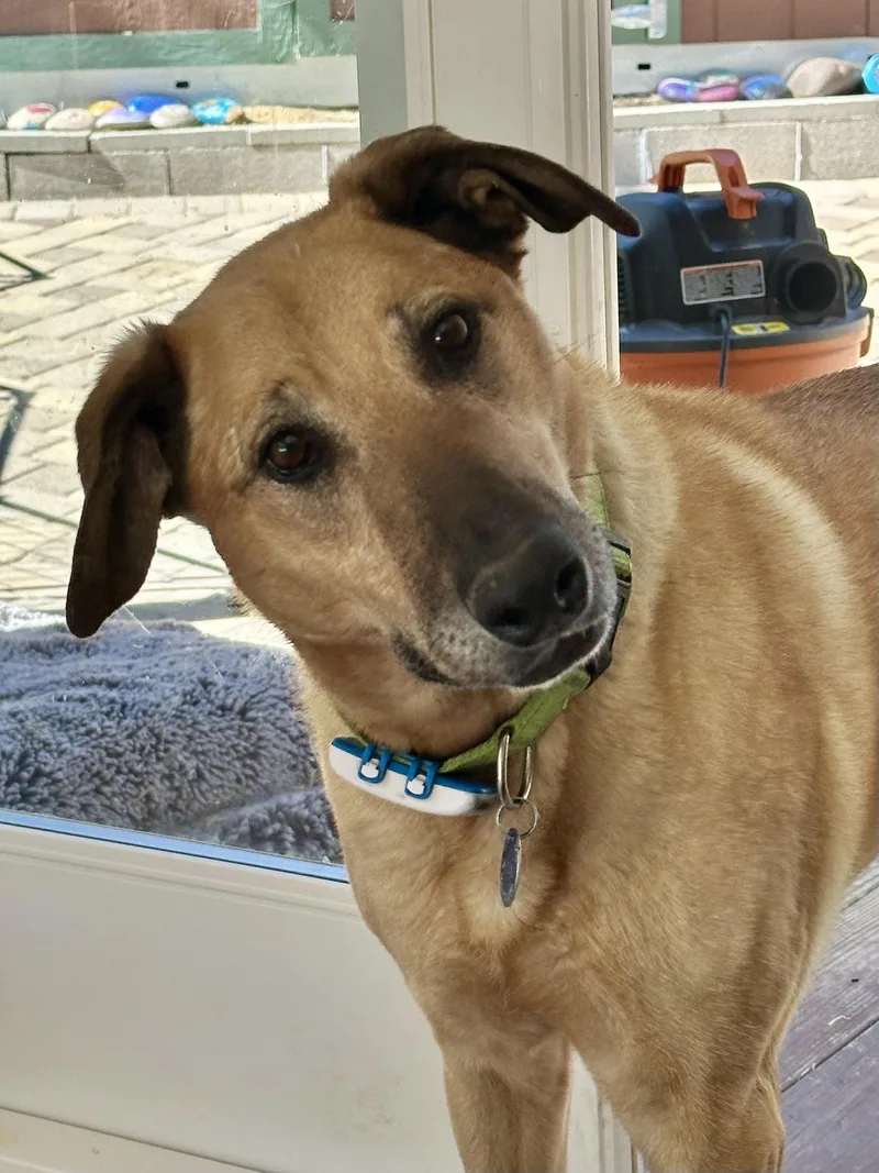 🐾 Zoey – Joyful