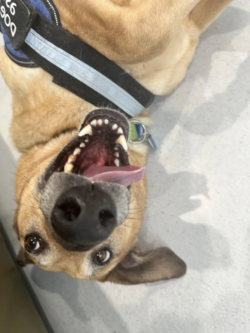 🐾 Zoey – Joyful thumbnail 3