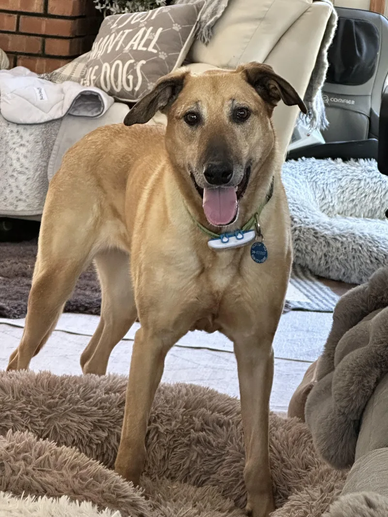 🐾 Zoey – Joyful thumbnail 4