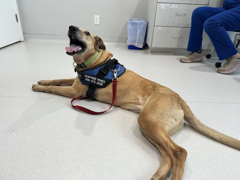 🐾 Zoey – Joyful thumbnail 5