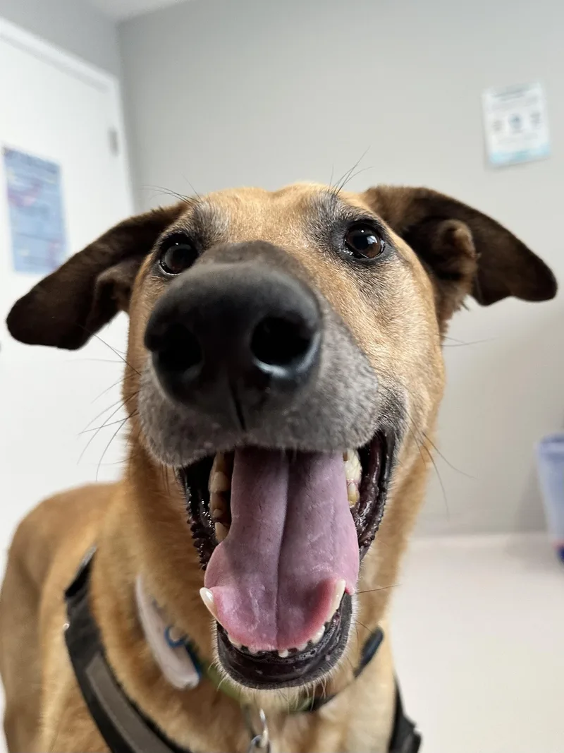 🐾 Zoey – Joyful thumbnail 6