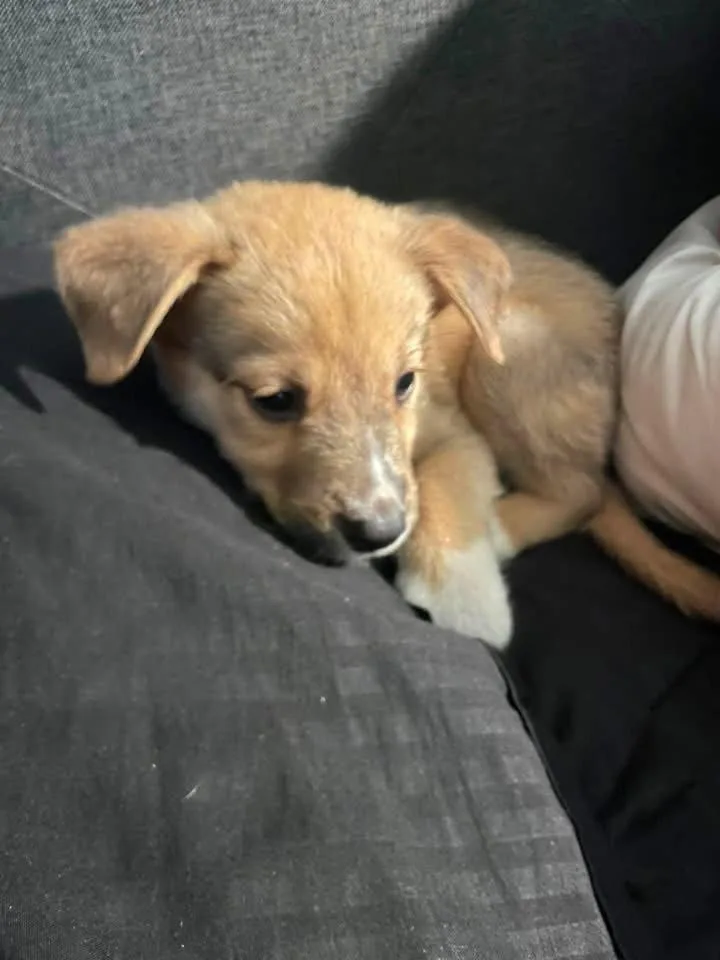 A baby medium-sized male Husky dog named Codagh for adoption in Germantown, OH