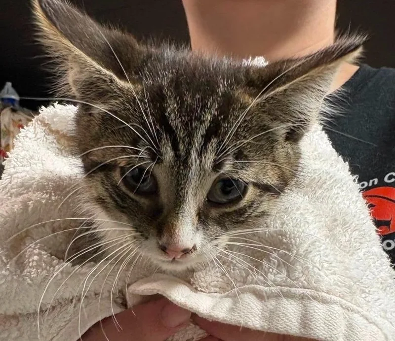 A baby medium-sized female Domestic Short Hair cat named Phoebe for adoption in Huntington, IN