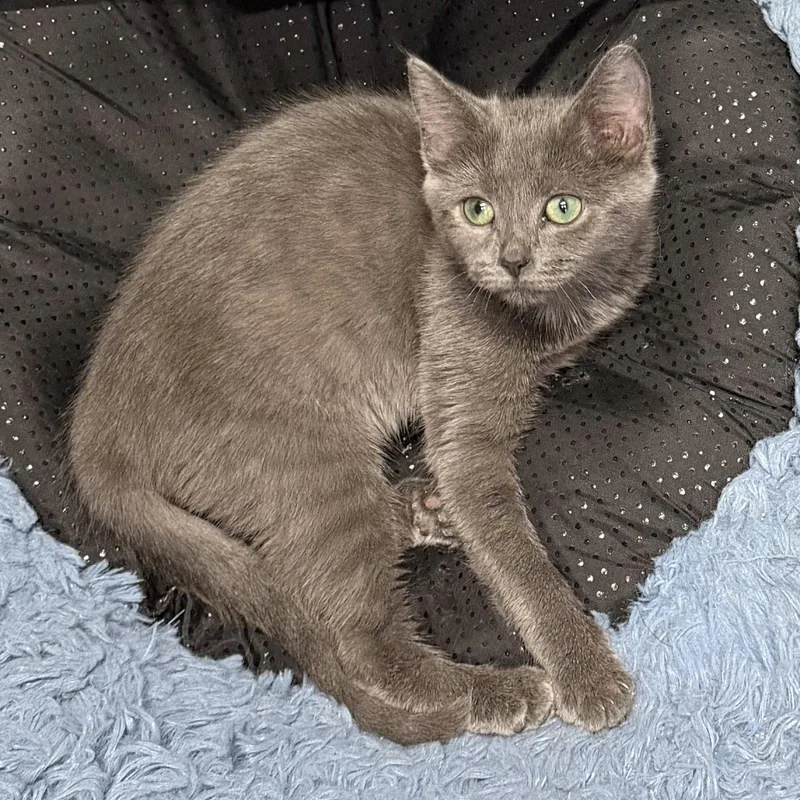 A young medium-sized female Gray / Blue / Silver Domestic Short Hair cat named Little Bean for adoption in Elkins, WV