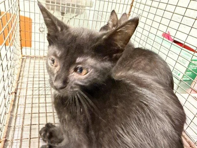 A baby small-sized female Black Domestic Short Hair cat named Linda for adoption in Tavares, FL