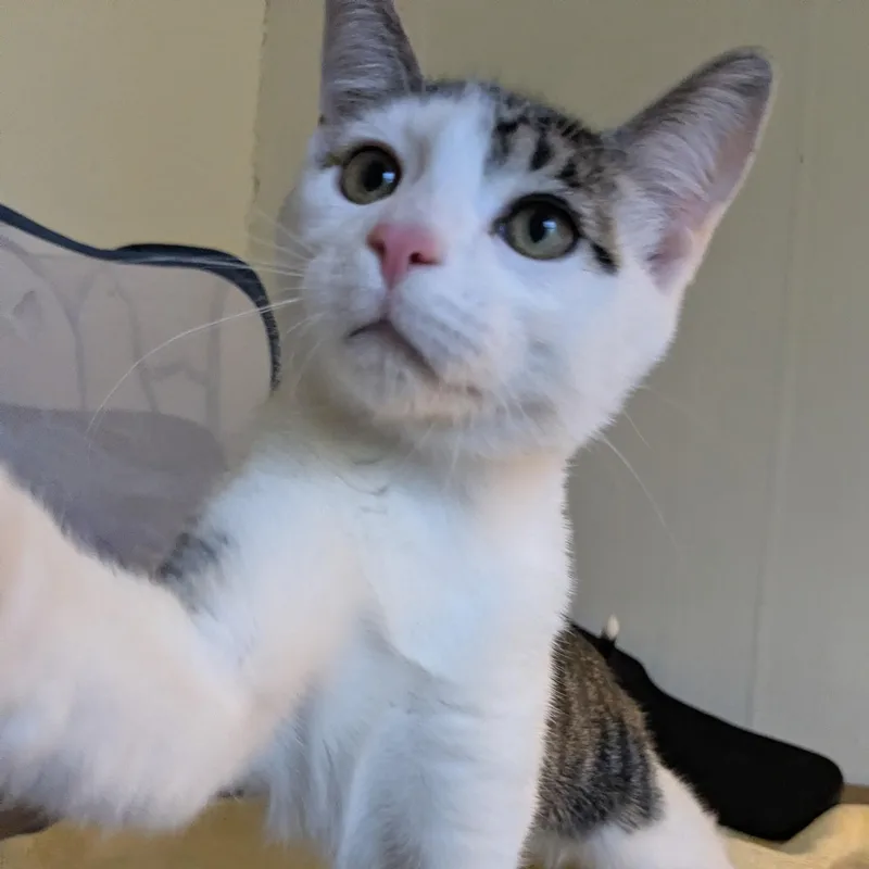 A baby medium-sized male Domestic Short Hair cat named Hardy for adoption in Johnson City, TN