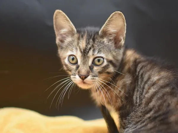 A baby small-sized female Domestic Short Hair cat named Euclase for adoption in Portland, OR