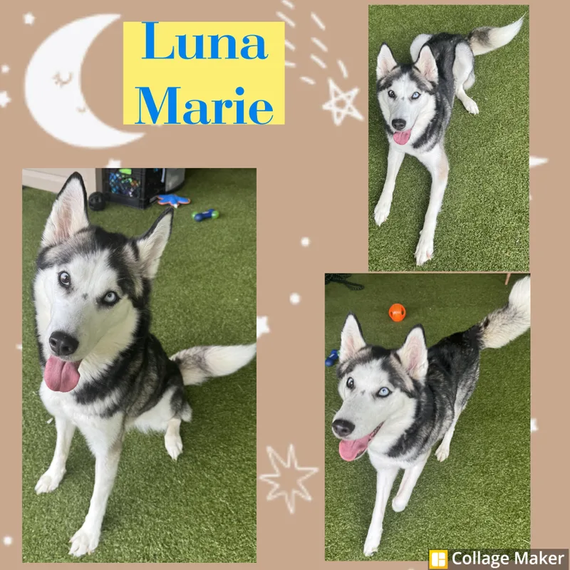 An adult medium-sized female Black Husky dog named Luna Marie for adoption in Clearfield, PA