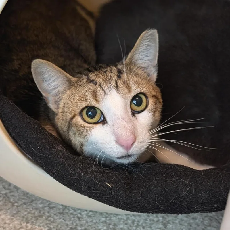 An adult medium-sized male Brown / Chocolate Domestic Short Hair cat named Joey for adoption in Washington Township, OH