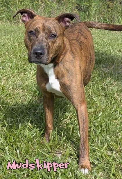 An adult medium-sized female Pit Bull Terrier dog named Mudskipper for adoption in Mason, MI