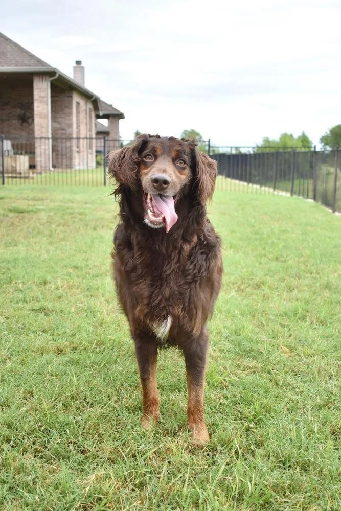 An adult medium-sized male Tricolor (Brown, Black, & White) Australian Shepherd dog named Philip for adoption in Frisco, TX