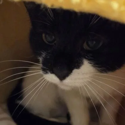 An adult small-sized female Domestic Short Hair cat named Freya for adoption in Voorhees, NJ