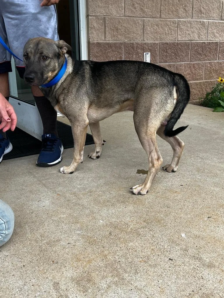 A young medium-sized male Shepherd dog named Chavalo for adoption in Culpeper, VA