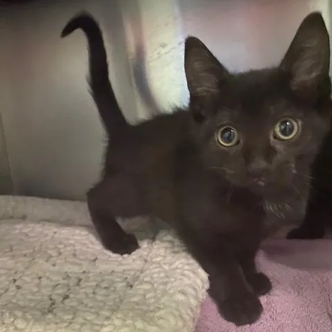 A baby small-sized female Black Domestic Short Hair cat named Galaxy for adoption in Dayton, OH