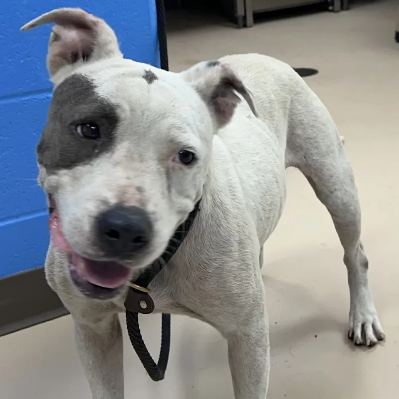 An adult medium-sized female White / Cream Pit Bull Terrier dog named Dangles PBAStray for adoption in Pine Bluff, AR