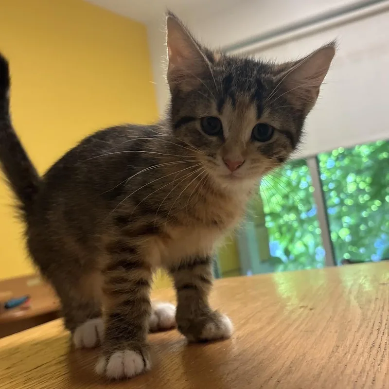 A baby small-sized female Brown / Chocolate Domestic Short Hair cat named Pictionary for adoption in Chicago, IL
