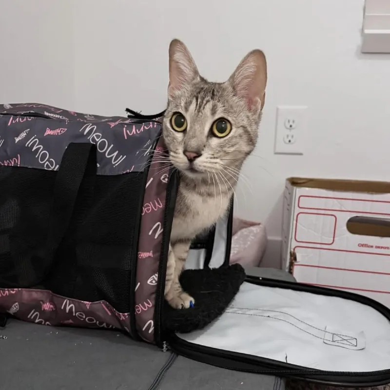 Roxie Rickard thumbnail 6