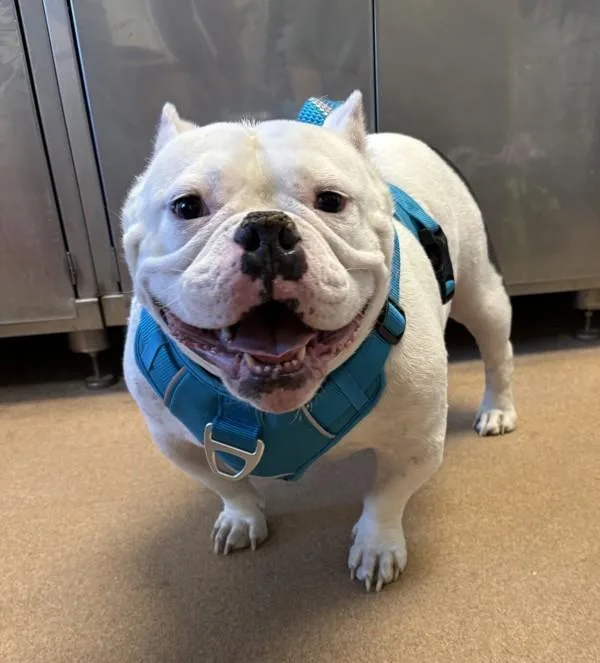 An adult small-sized male American Bulldog dog named Bubblegum for adoption in Santa Rosa, CA