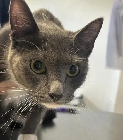 An adult small-sized female American Shorthair cat named Scarlett for adoption in Largo, FL