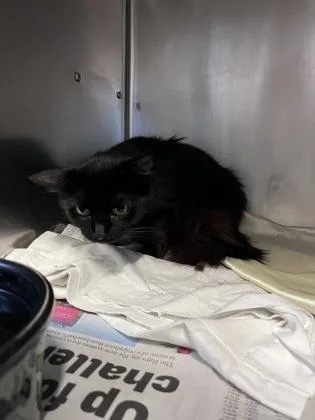 An adult medium-sized female Domestic Long Hair cat named Denise for adoption in Largo, FL