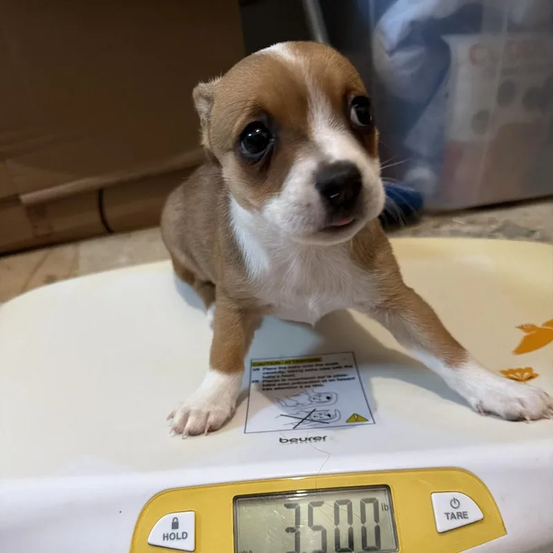A baby small-sized female Chihuahua dog named Rizzo for adoption in Montgomery, TX