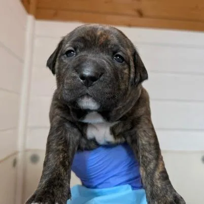A baby medium-sized female Brindle Black Labrador Retriever dog named Chiron for adoption in Peyton, CO