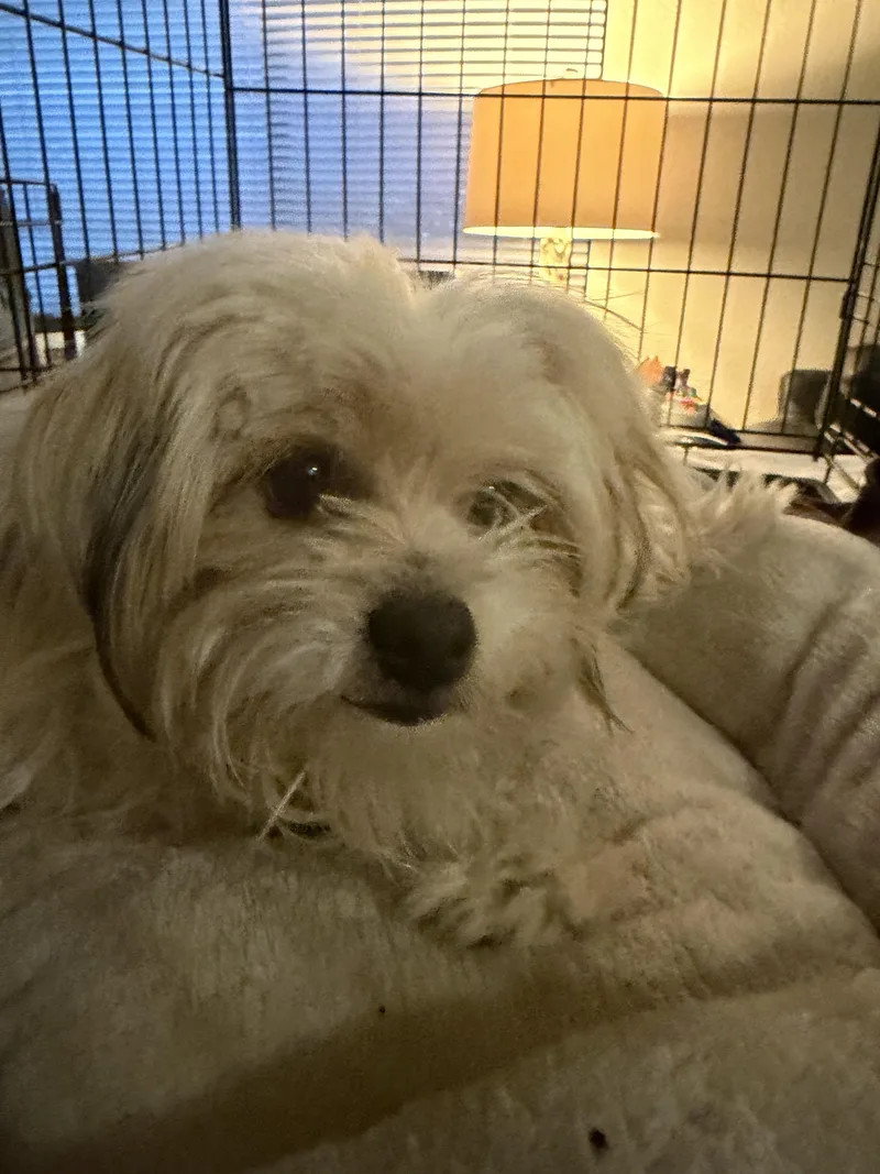 A young small-sized male Maltese dog named Maxx for adoption in Discovery Bay, CA