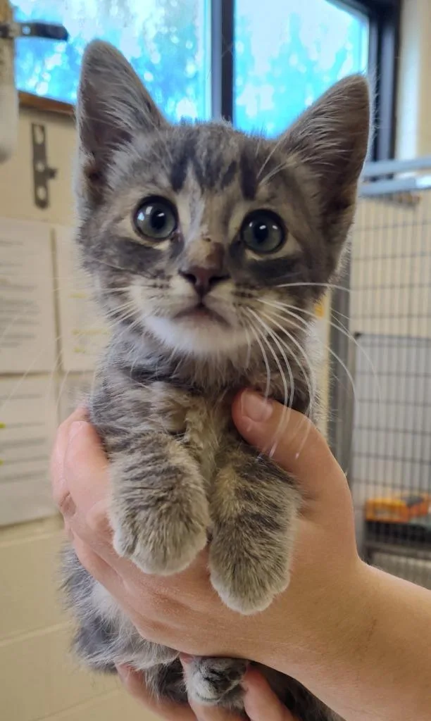 A baby small-sized male Domestic Short Hair cat named Spooky for adoption in Grand Forks, ND