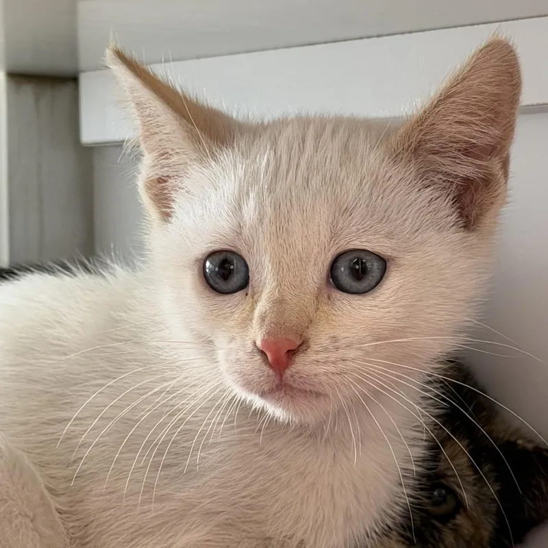 A baby small-sized male Domestic Short Hair cat named Jack for adoption in Los Angeles, CA