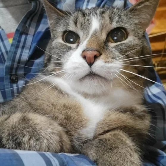 Frenchie thumbnail 2